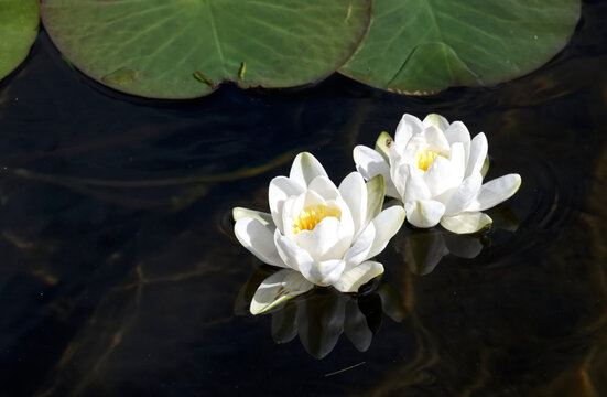 Water lilies blooming during summer on Loch Lomond