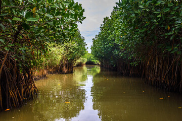 Pichavaram Mangrove Forests. The second largest Mangrove forest in the world, located near...