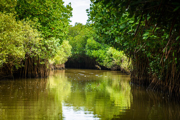 Fototapeta premium Pichavaram Mangrove Forests. The second largest Mangrove forest in the world, located near Chidambaram in Cuddalore District, Tamil Nadu, India