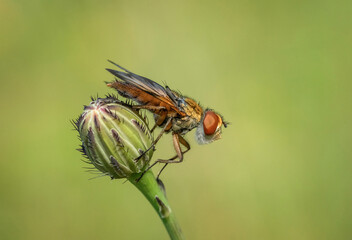 Mucha na kwiatku 