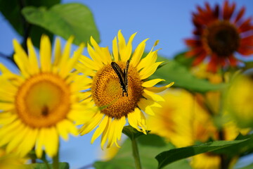 Naklejka premium The sunflowers have become perfect for viewing 
