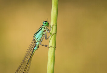 Ważka niebieska na łące w słoneczny dzień