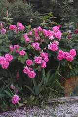 Fototapeta na wymiar Rosal rosas rosas