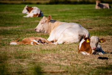 Naklejka na ściany i meble Zufriedene Kuh, Mutter mit Kälbern zusammen auf der Weide