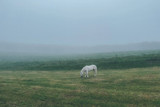 white horse in the field