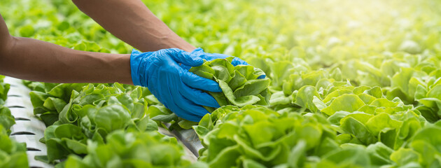 close up view hands of farmer picking lettuce in hydroponic greenhouse.