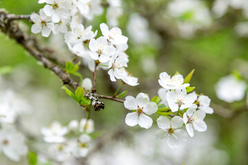 Cherry blossom. Closeup on a tree branch.