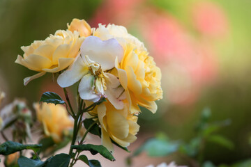 Gelbe Rosen im Garten mit Textfeld möglichkeit