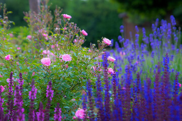 Lavendel und Rosen im Garten des Sommers