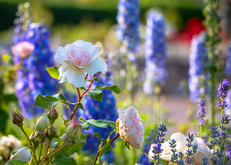 Rittersporn und Rose im Sommer Garten