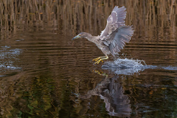 Juvenile Black-crowned Night Heron (Nycticorax nycticorax) fishing in a  small lake with a brown and black dark background                      