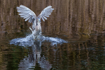 Obraz premium Juvenile Black-crowned Night Heron (Nycticorax nycticorax) fishing in a small lake with a brown and black dark background 