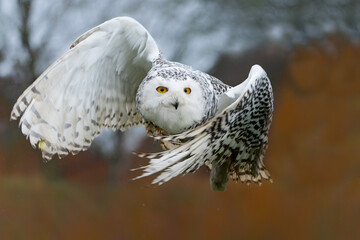 Snowy owl (Bubo scandiacus)  flying on a light rainy day in the winter in the Netherlands          