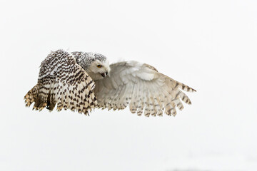 Snowy owl (Bubo scandiacus)  flying on a light rainy day in the winter in the Netherlands          
