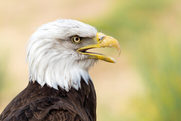 Portrait of an Bald eagle or American eagle (Haliaeetus leucocephalus) in the Netherlands on rainy evening in the summer 