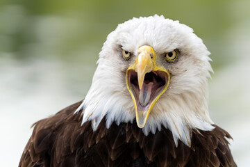 Portrait of an Bald eagle or American eagle (Haliaeetus leucocephalus) in the Netherlands on rainy evening in the summer 