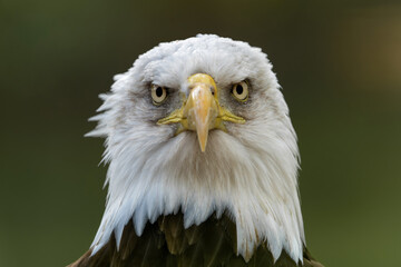 Portrait of an Bald eagle or American eagle (Haliaeetus leucocephalus) in the Netherlands on rainy evening in the summer 