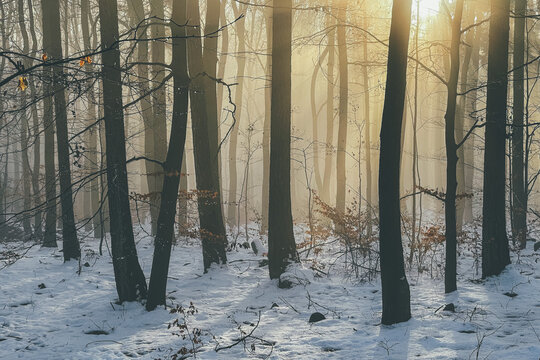 winter forest in the fog