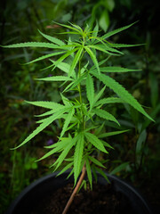 Marijuana plant or cannabis tree growth in farm on black background. green leaf culture herbal. for abuse, narcotic,cocaine crime addict concept.