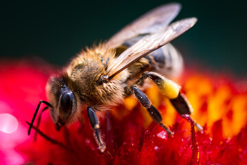 Closeup of Honey bee collecting pollen from red flower. Bee against the green blury background