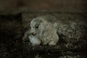 little goat lying on the ground - Powered by Adobe