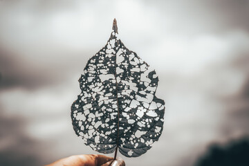 isolated image of an actinidia leaf with holes eaten by caterpillars. High quality photo