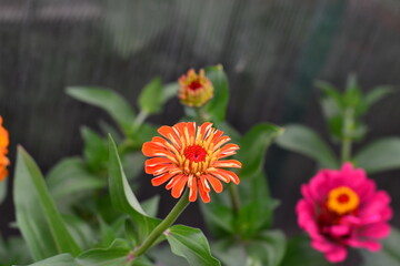 Bright zinnia flower on a green meadow among other beautiful flowers in the background