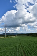 Fototapeta na wymiar A field of oats under a cloudy sky, Sainte-Apolline, Québec, Canada