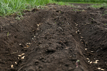 Cucumber seeds in fertile soil. Vegetables growing