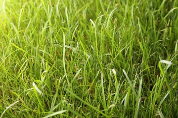 Fototapeta premium Beautiful lush green grass as background, closeup