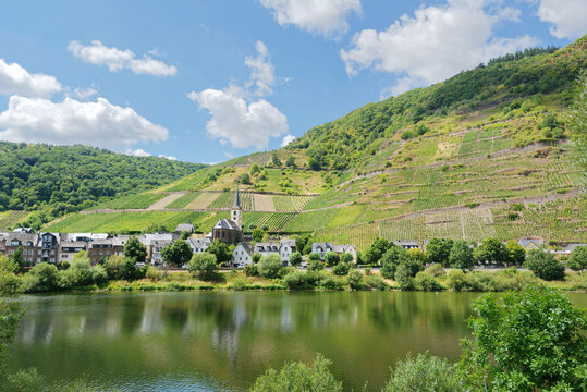 The village Bremm at the Moselle river
