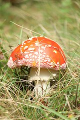 Small mushroom growing in green grass, closeup view