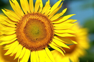 Naklejka premium The sunflowers have become perfect for viewing 
