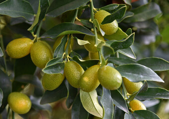 kumquat tree