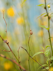 grape snail on a tree