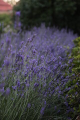 Obraz premium Lavanda