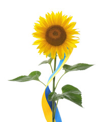Fototapeta premium Bright sunflowers and Ukrainian national flag on white background