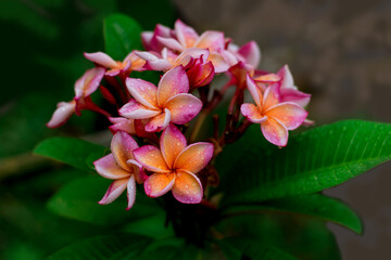 Naklejka premium Red flowers,Red Champa Laos. Petals 5 petals, fragrant flowers, green and red. Many species bloom throughout the year.