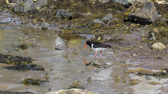 Eurasian oystercatcher (Haematopus ostralegus) also known as the common pied oystercatcher.