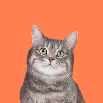 Cute grey tabby cat on pale orange background