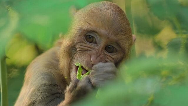 Rhesus macaque (Macaca mulatta) in slow motion is one of the best-known species of Old World monkeys. Ranthambore National Park Sawai Madhopur Rajasthan India
