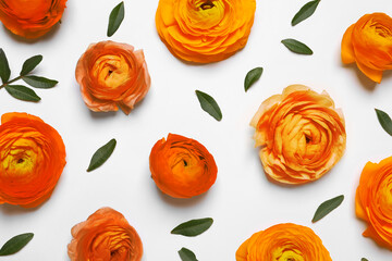 Beautiful orange ranunculus flowers on white background, top view