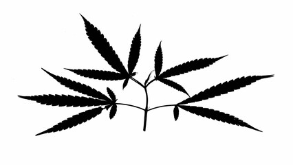 cannabis leaf silhouette black white background vector illustration