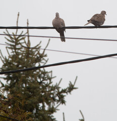 Pigeon turtledove snow