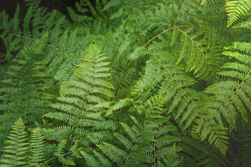 Top view of green ferns.