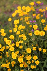 Obraz premium Margarita amarilla