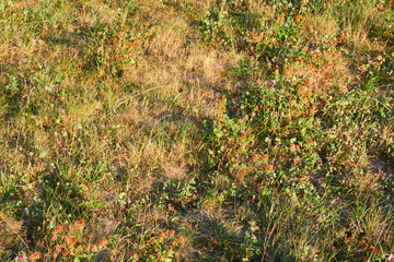 Sommer 2022 in der Oberlausitz