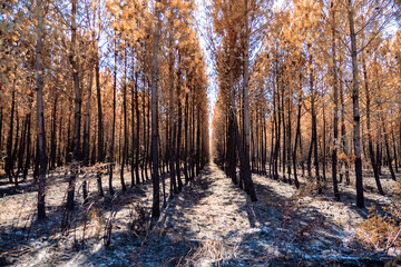 Forest fire in the Landes de Gascogne, Gironde/Feu de forêt dans les Landes de Gascogne, Gironde