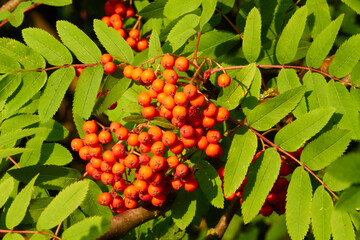 Eberesche mit reifen Früchten