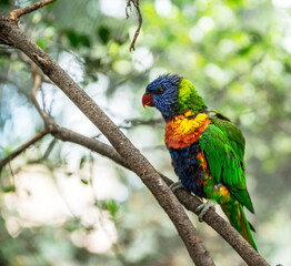 Coconut lorikeet or colorful parrot sitting on a branch.